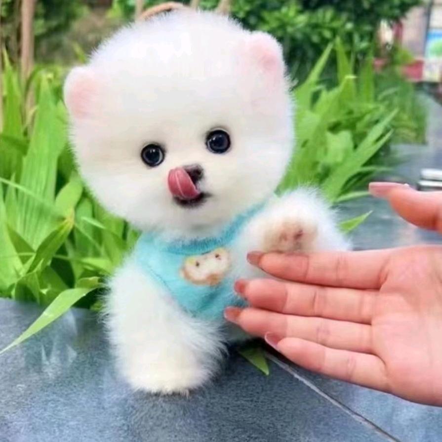 萌宠小比熊