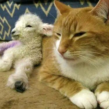 🌈🌈🌈猫爱上羊