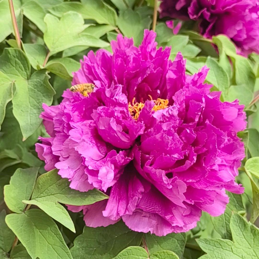善美🌸