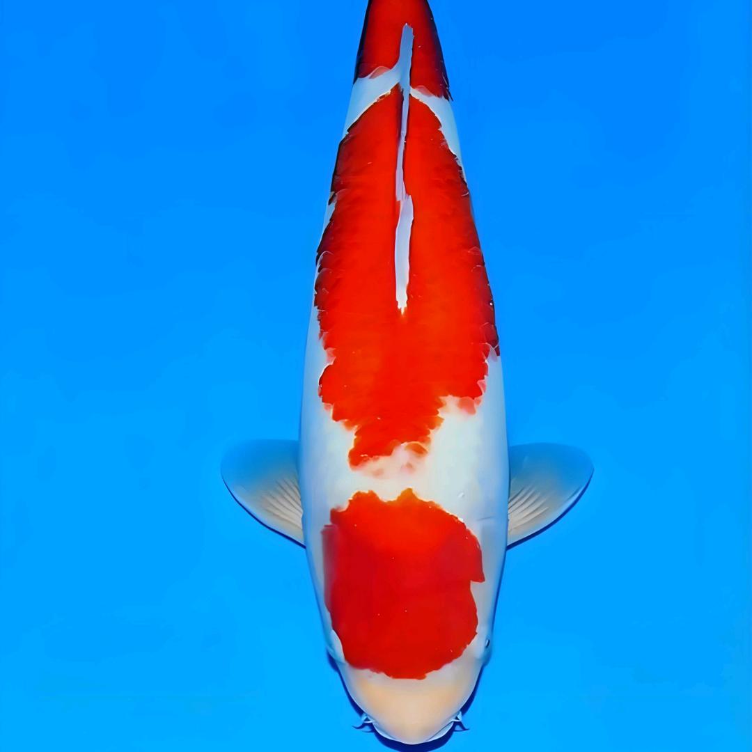 梦欣锦鲤养殖基地