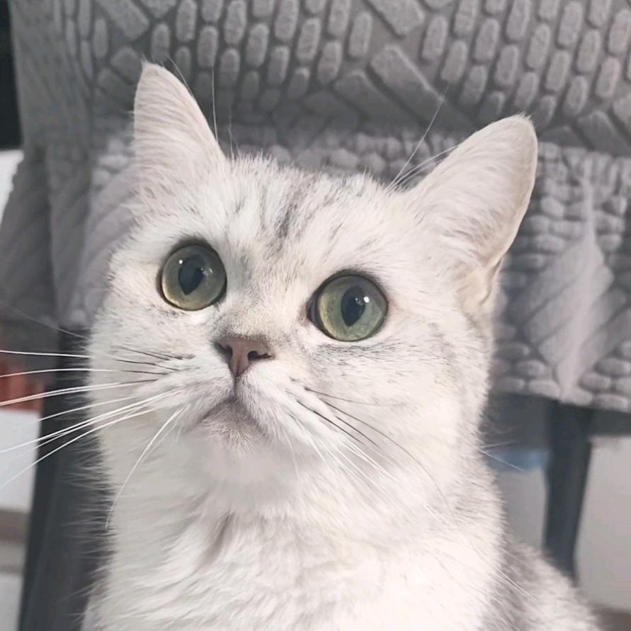 💓 珠珠 💓cs官