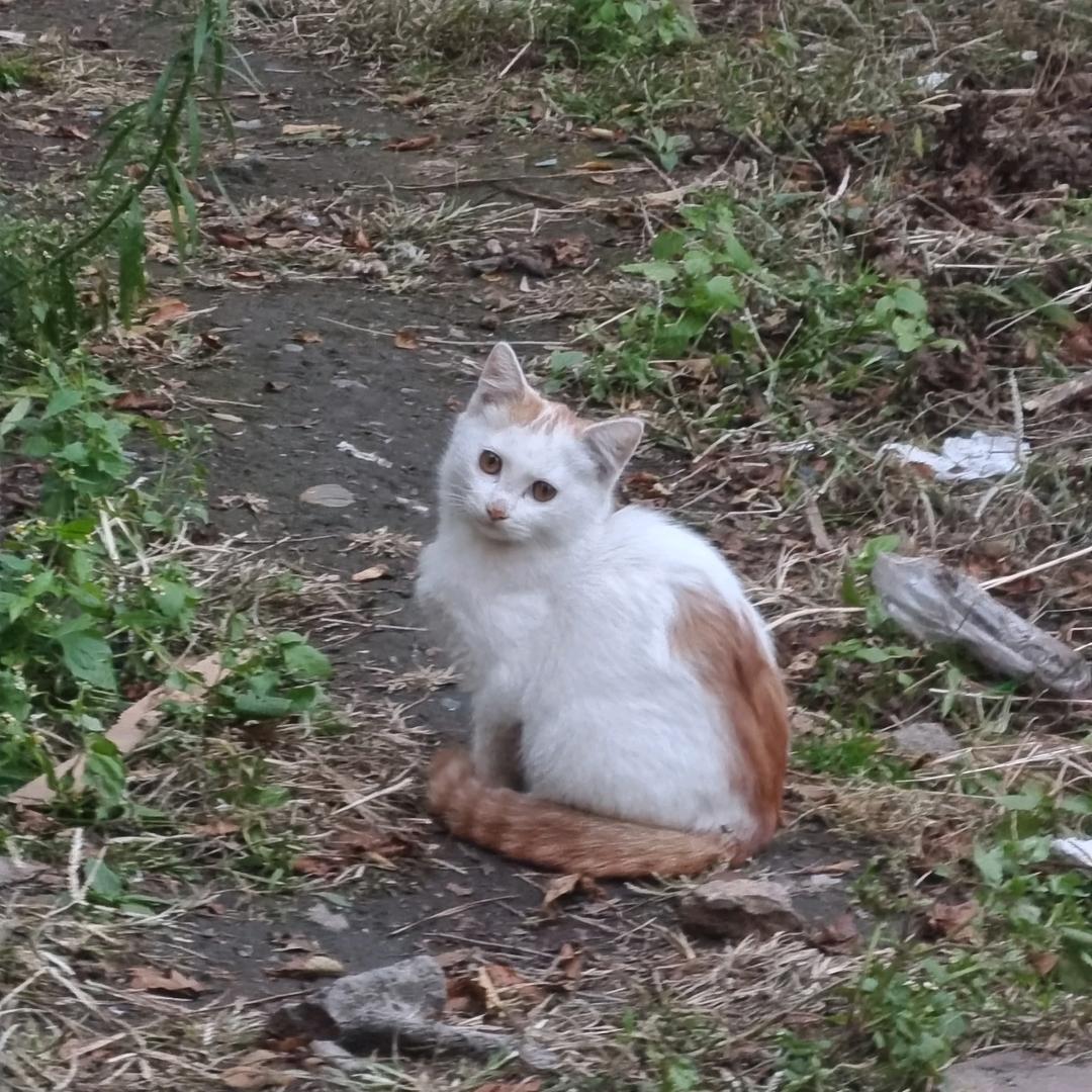 媛儿和她的流浪猫们头像