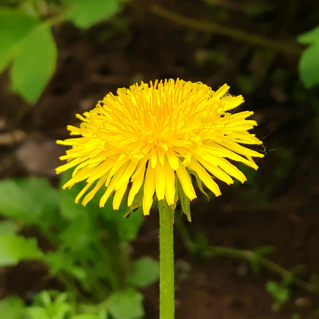木瓜