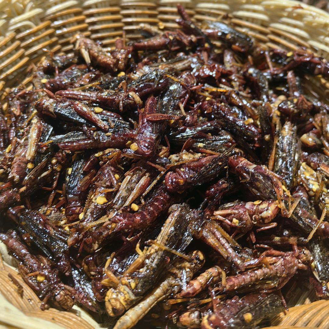 飞蝗腾达山东蚂蚱