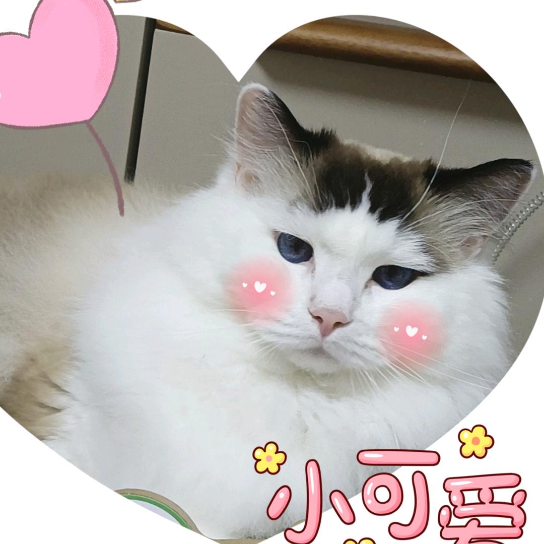 树上的喵喵喵