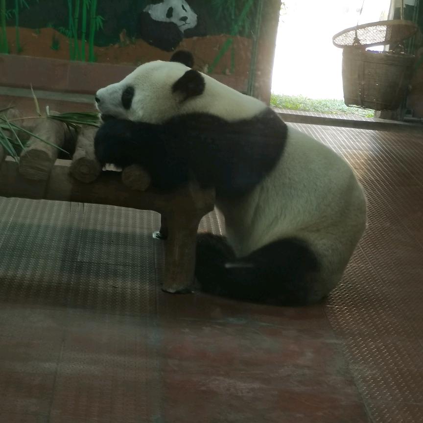 凉拌