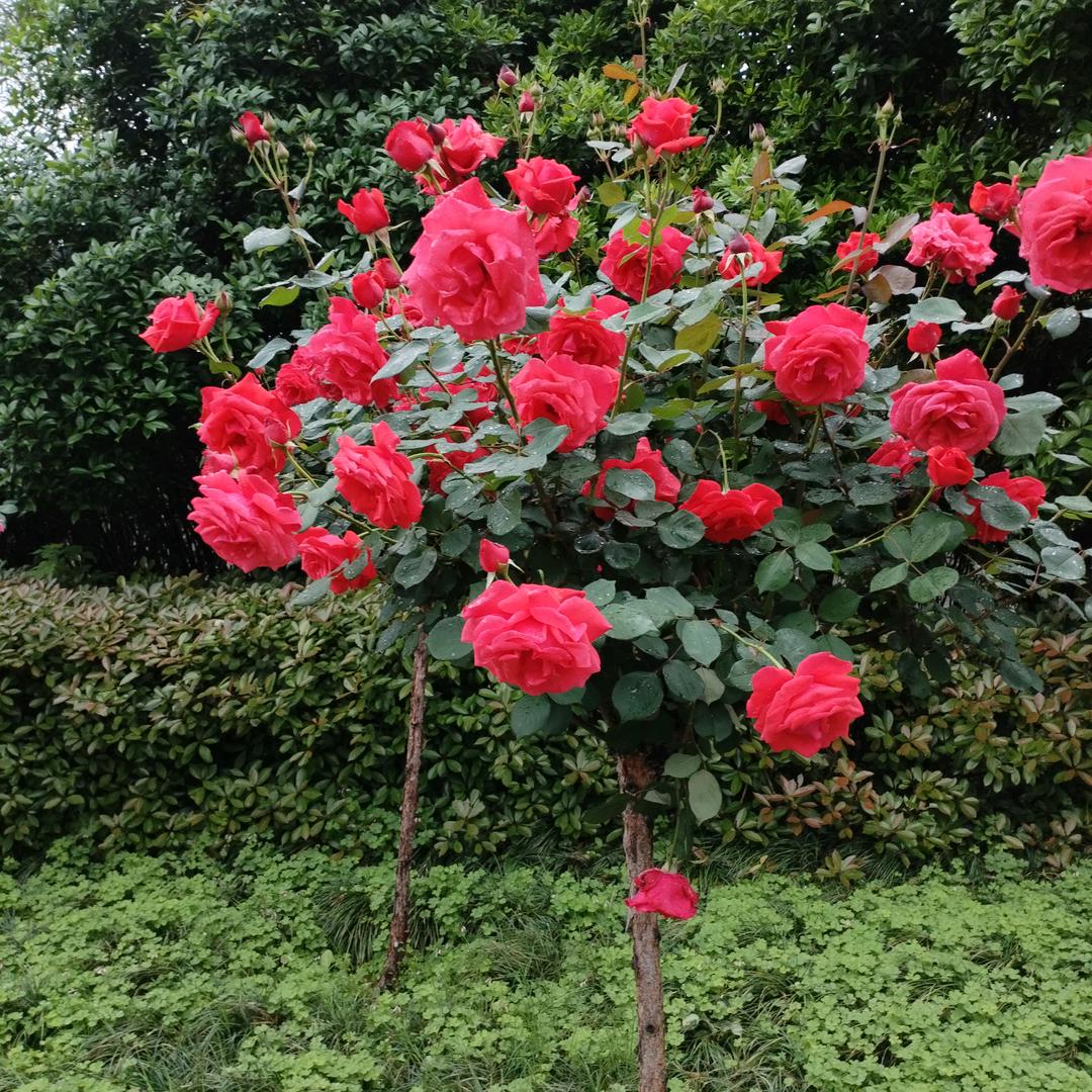 今非昔比