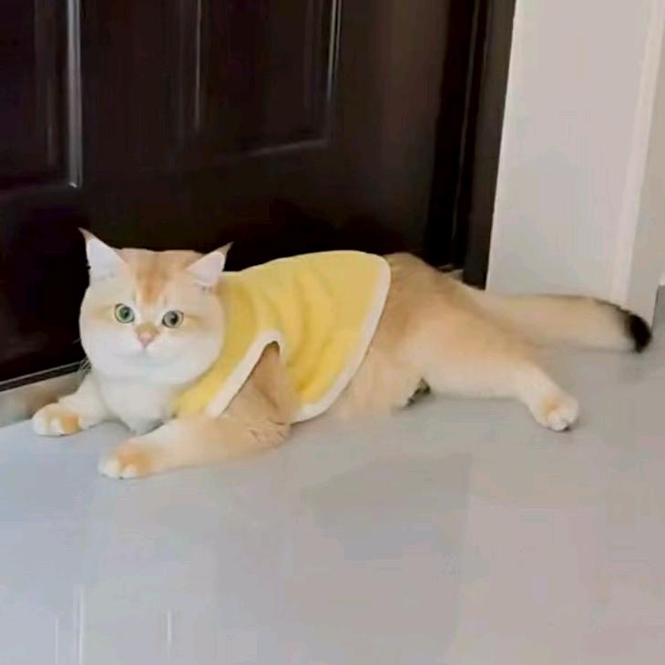 波仔
