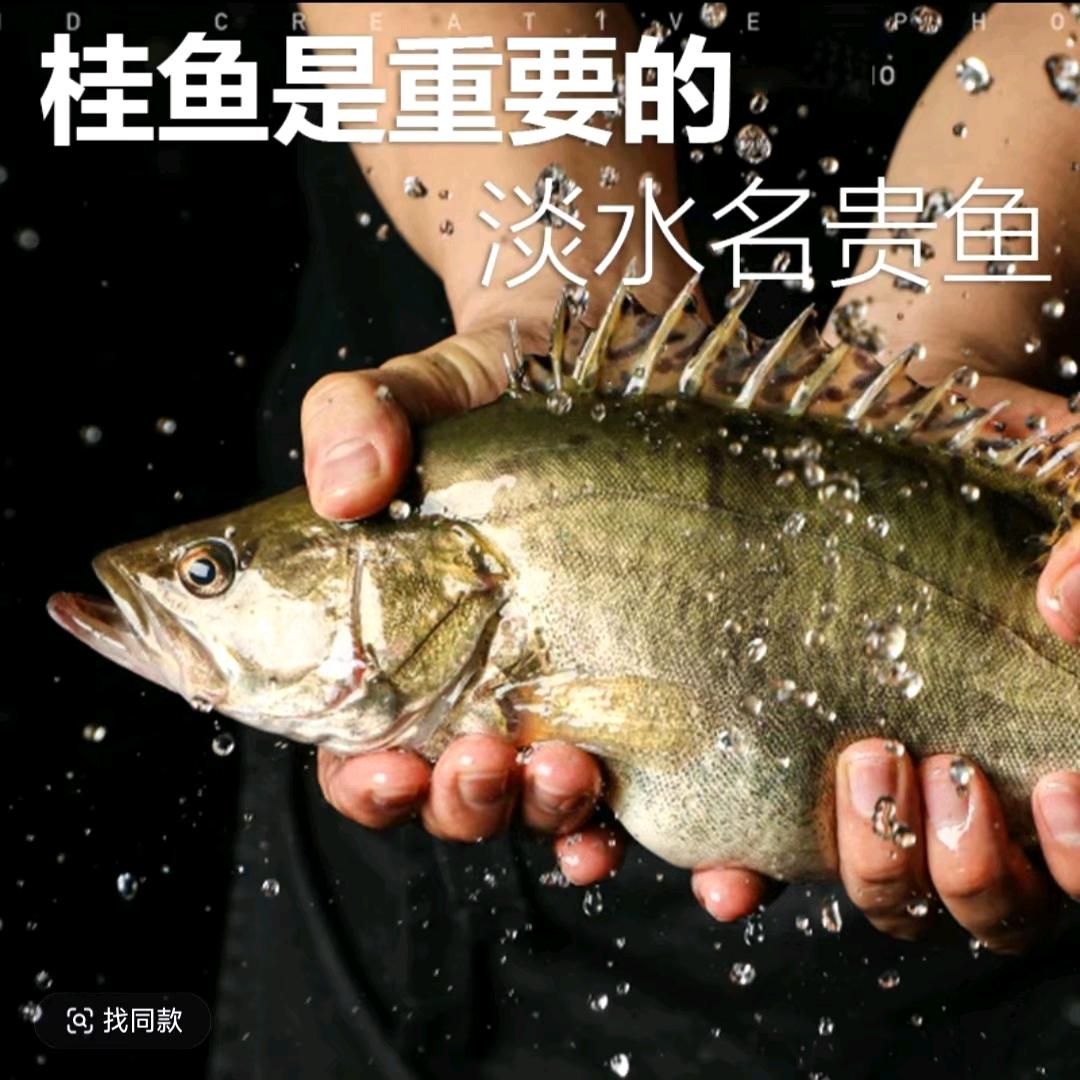 渔鲜派鳜鱼