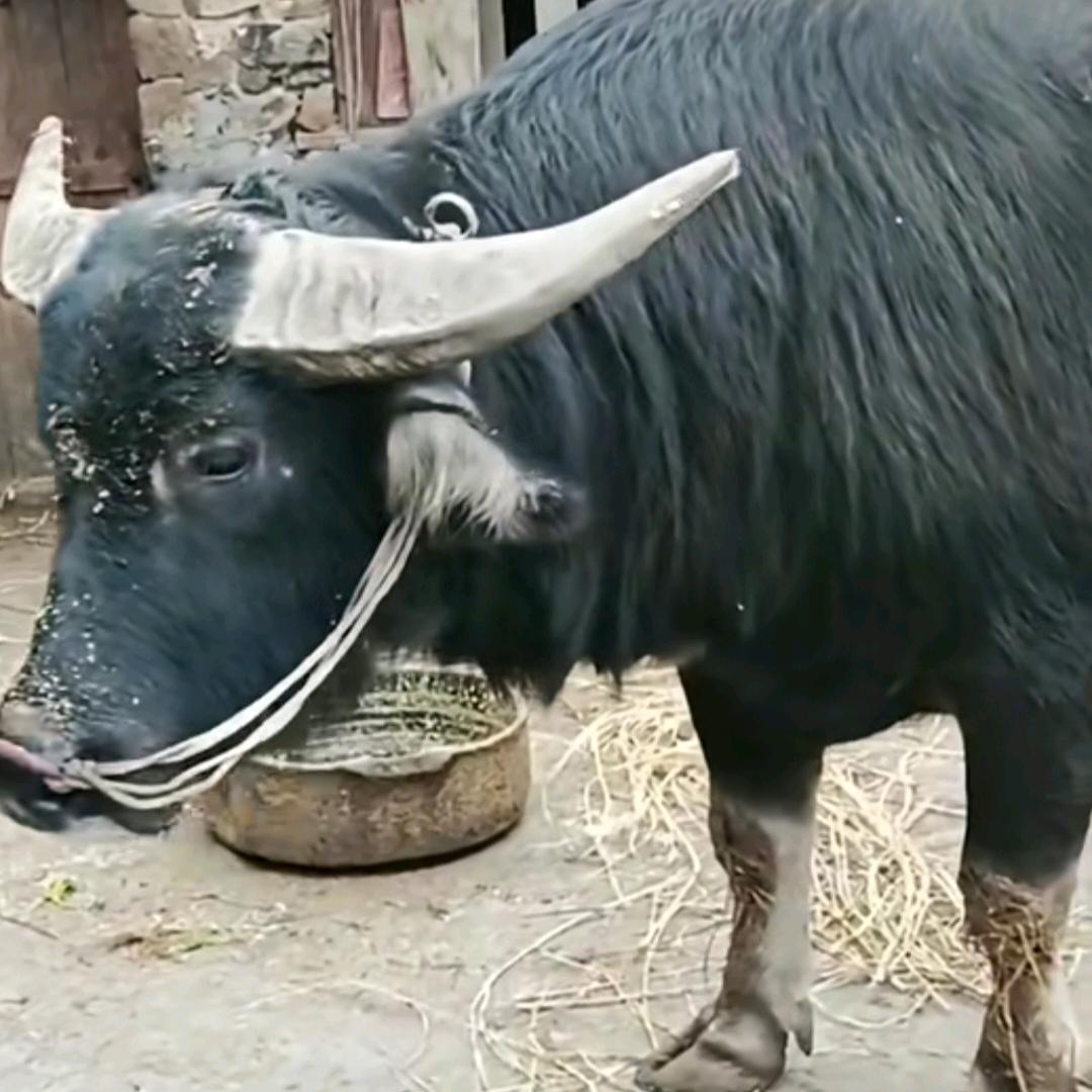 战犯