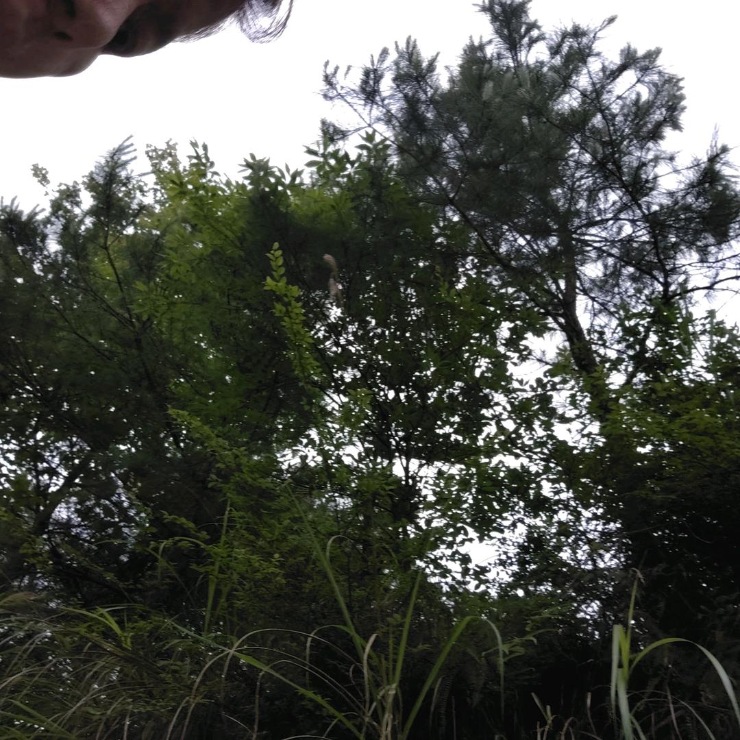 十里香擦菜子炒饭炒粉