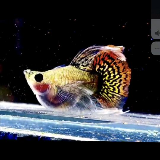 金刚孔雀鱼