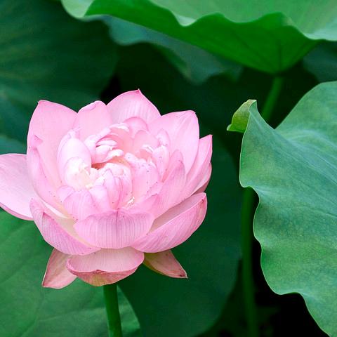小芸好物家