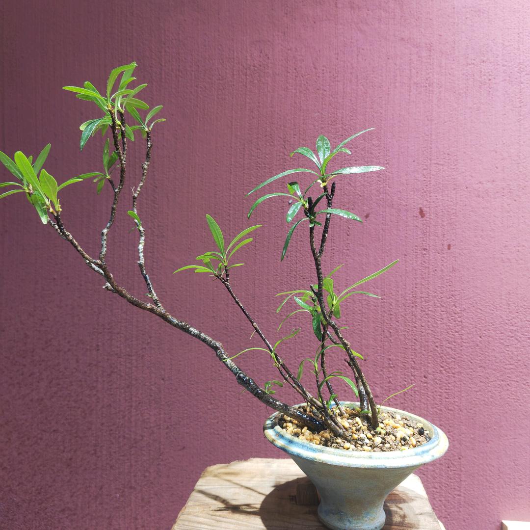 百善花卉坊