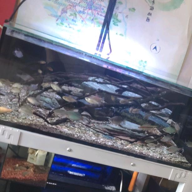 百事玩鱼