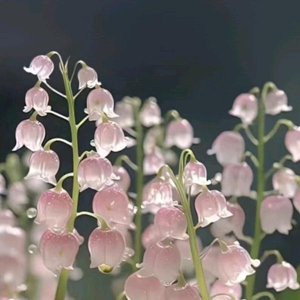 铃兰