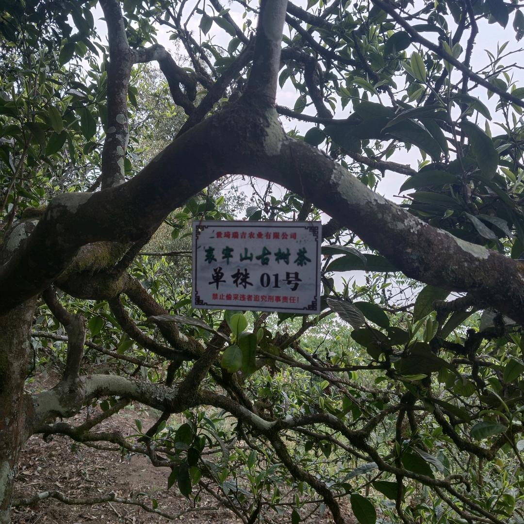 メεღ᭄ꦿ࿐兂葨偂裄ε