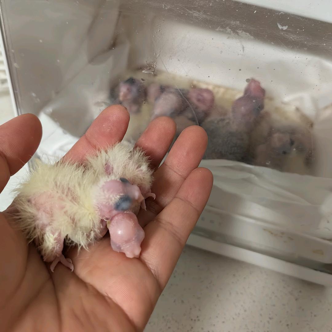 0天手养各类鹦鹉