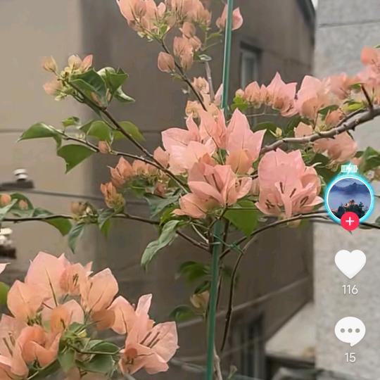 🍒回眸一笑🍒