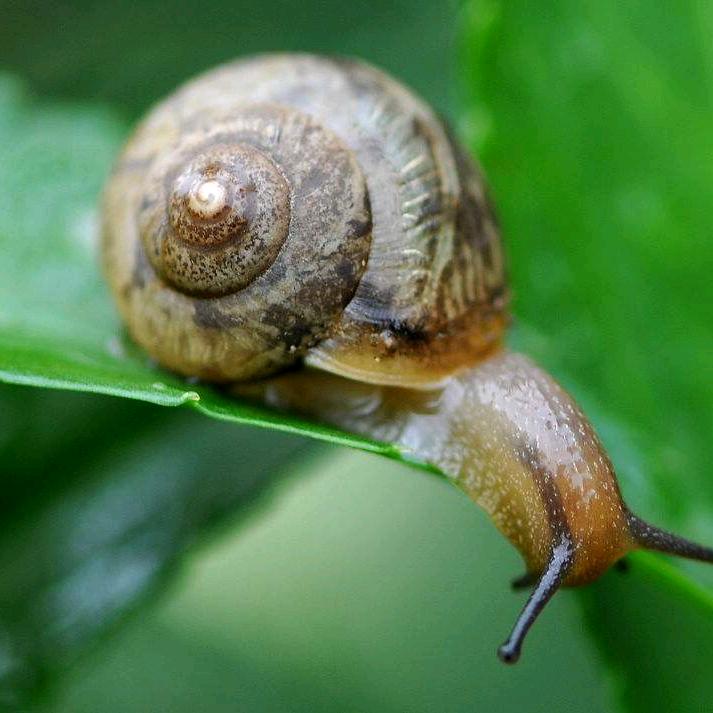 骑着蜗牛闯天下🐌