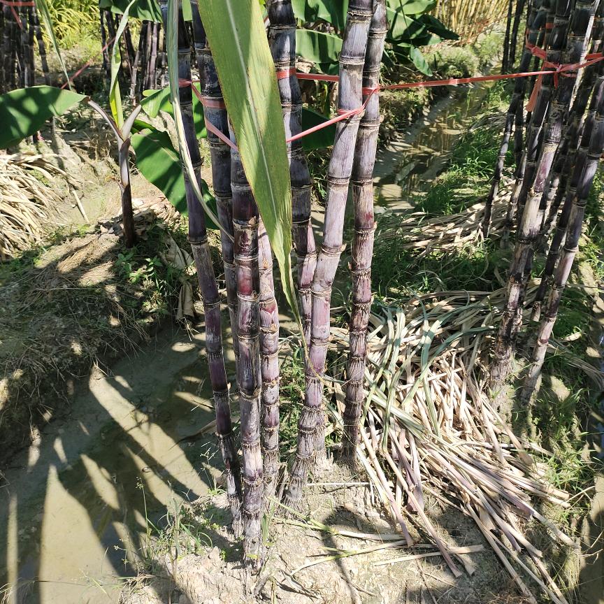 水果甘蔗大叔