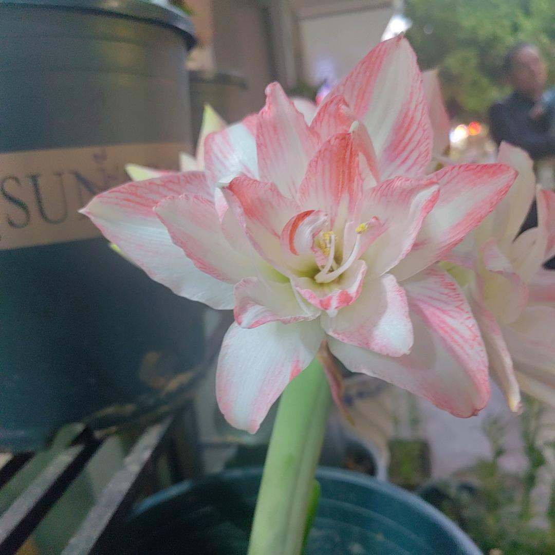 （豆豆+西西）麻麻