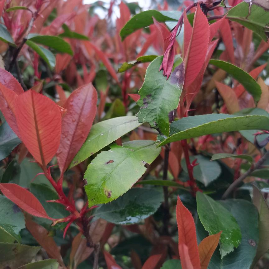 ㅤ︃︅︄︃    ㅤ   ㅤ︃ㅤ︃︅︄