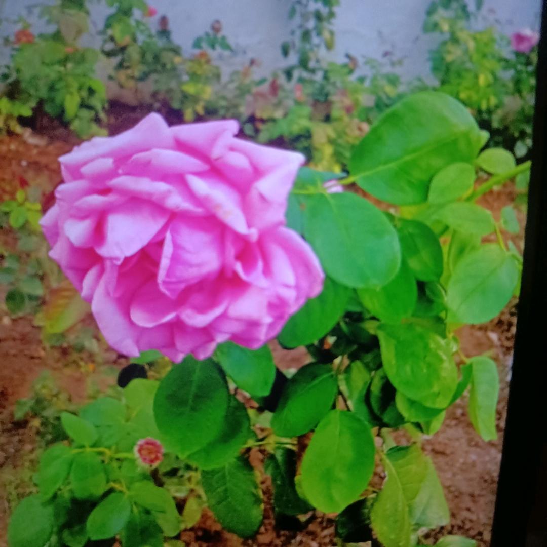杏儿？我的眼泪你不懂