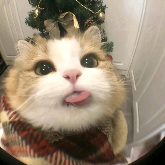 大狗狗侍郎