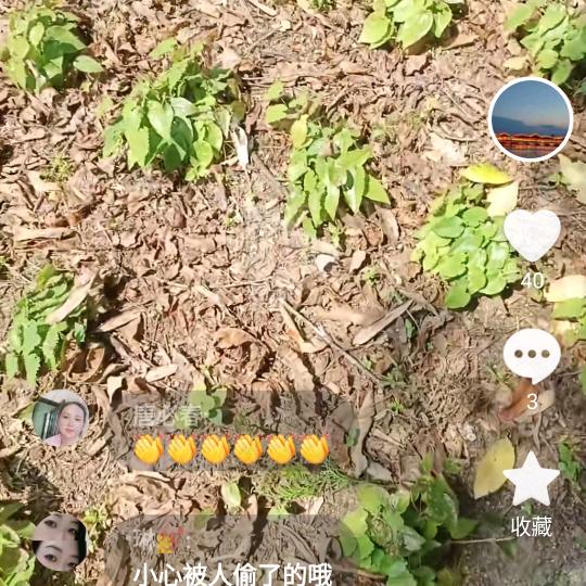 林下种养殖