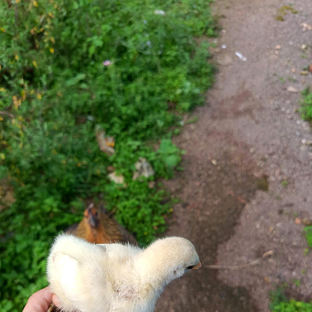 ）静