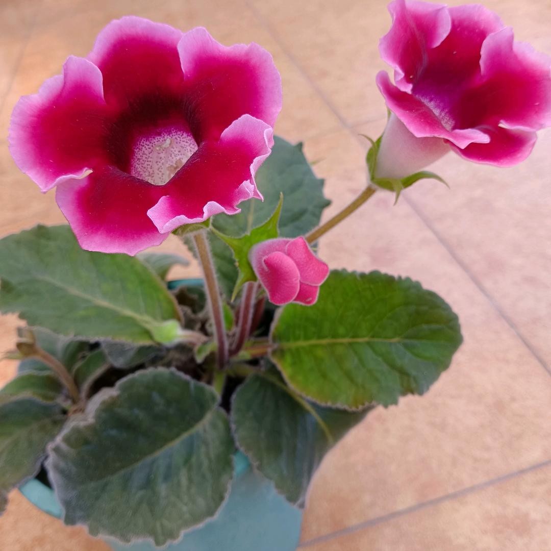 小茉