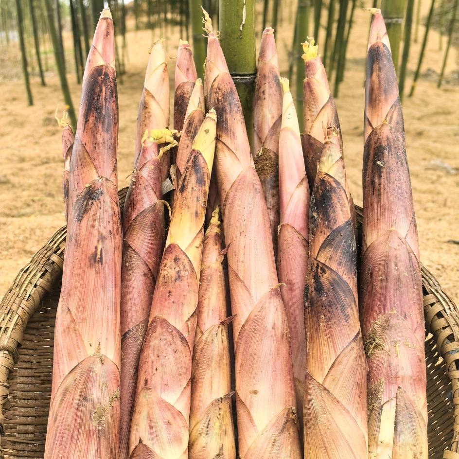 龙山县水沙坪雷笋