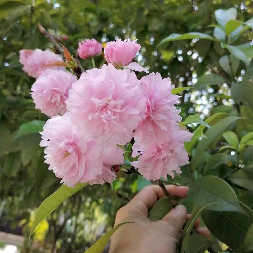 再见如陌