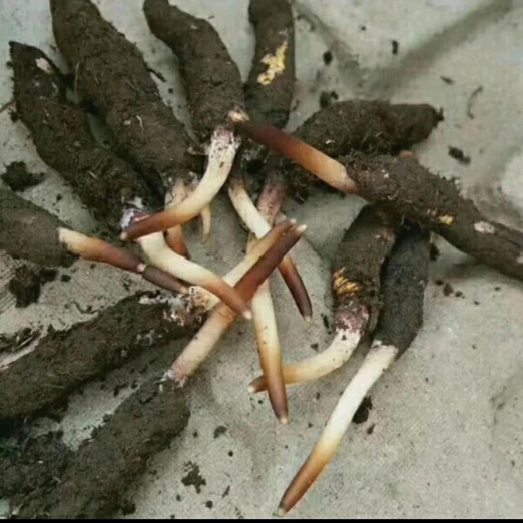 冬虫夏草（）
