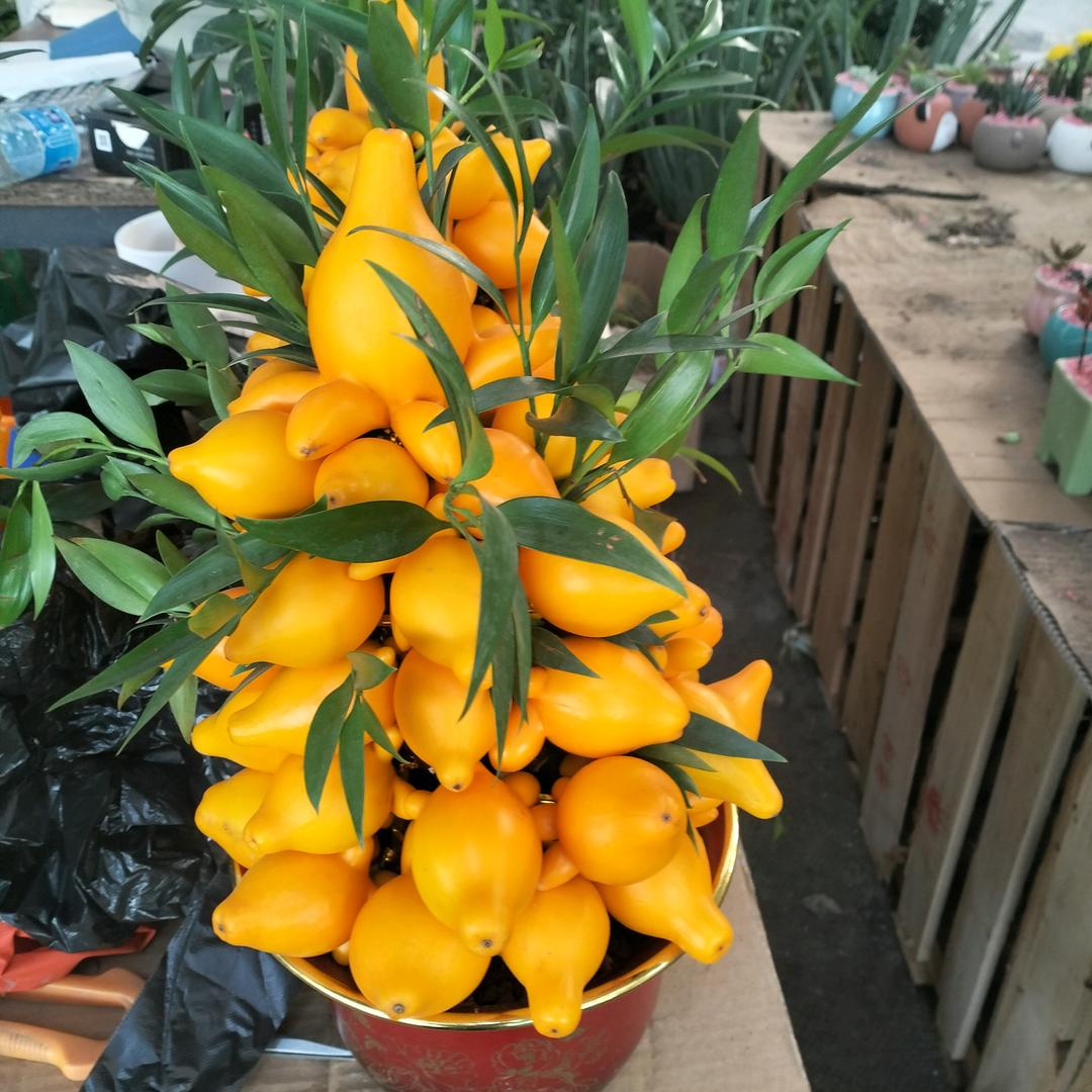 小张