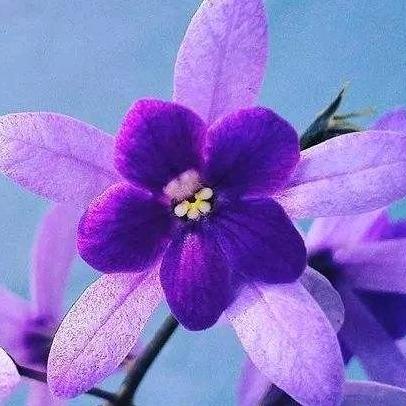 花漫九州$