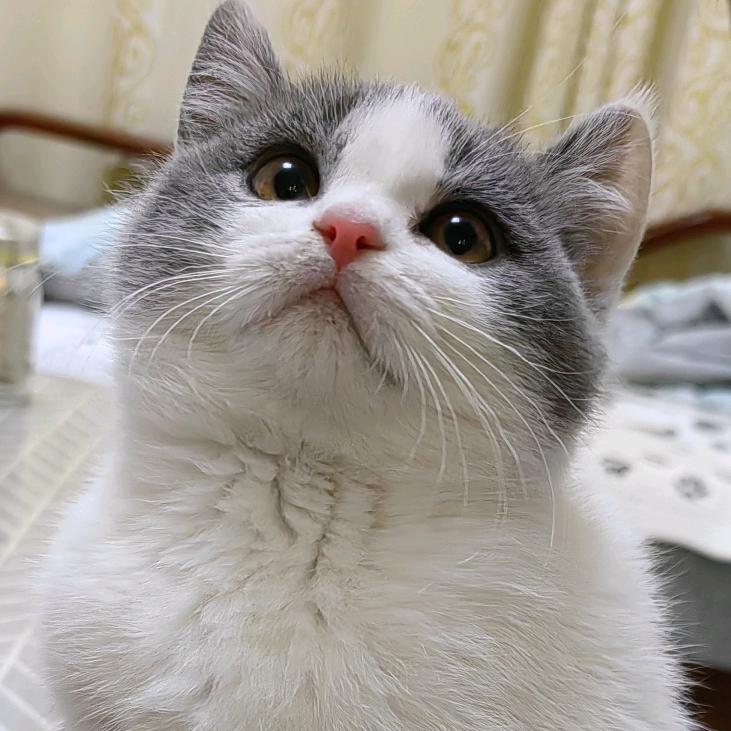 美丽不是猫