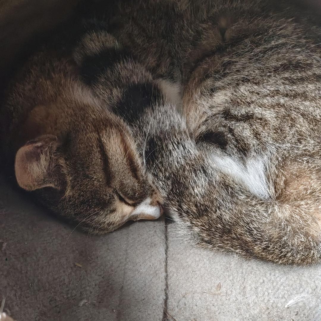 灰猫茗星魇