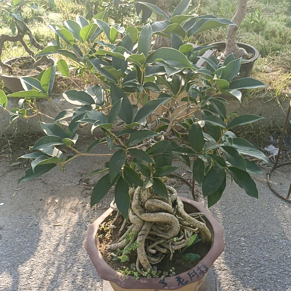 绿知艺花卉