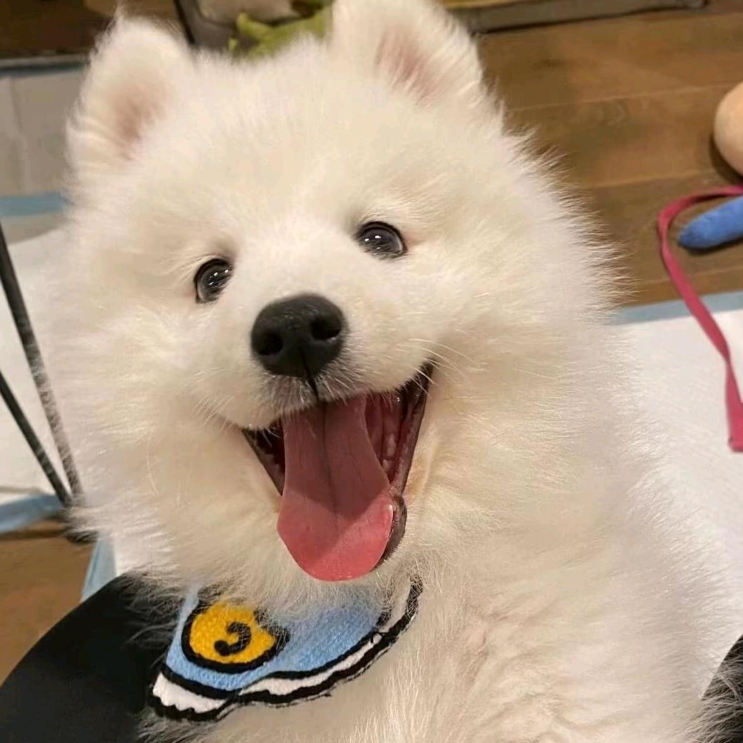 笨总