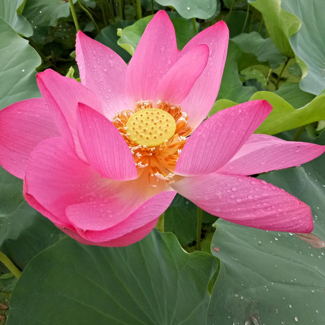 小小布丁
