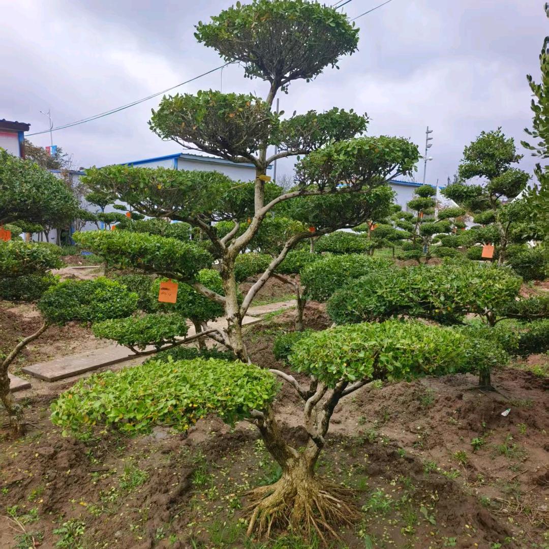 悠享园艺