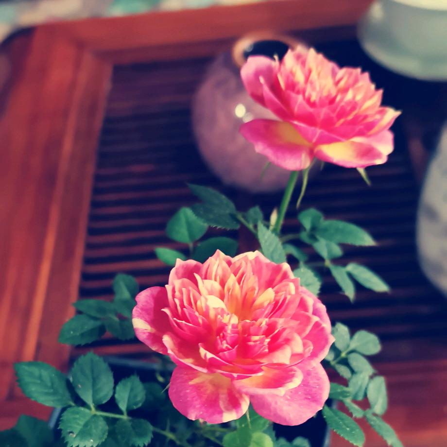 一世烟火