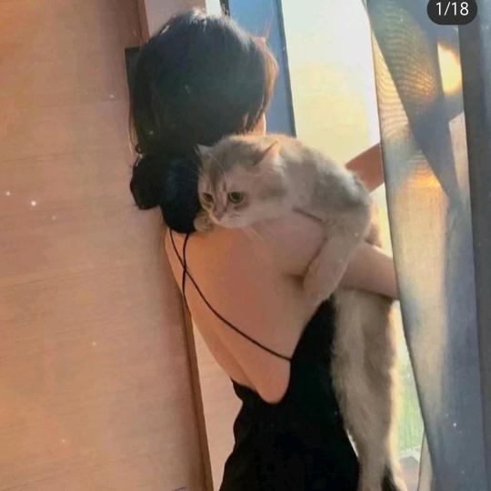 温柔圆圆猫