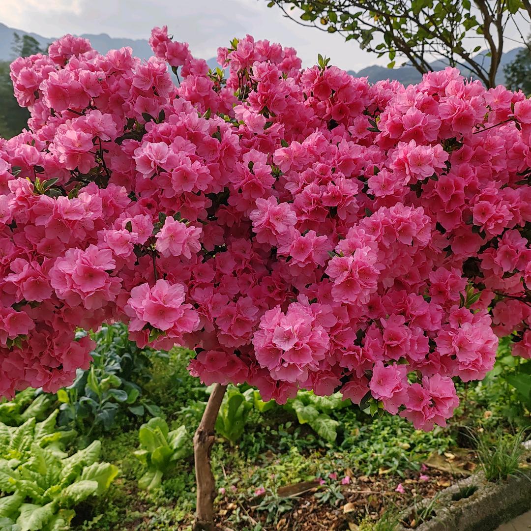 小妹