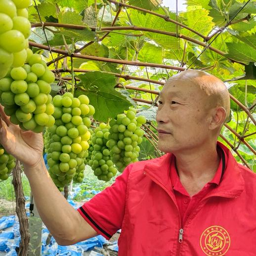 果丰葡萄帮刘启山老师