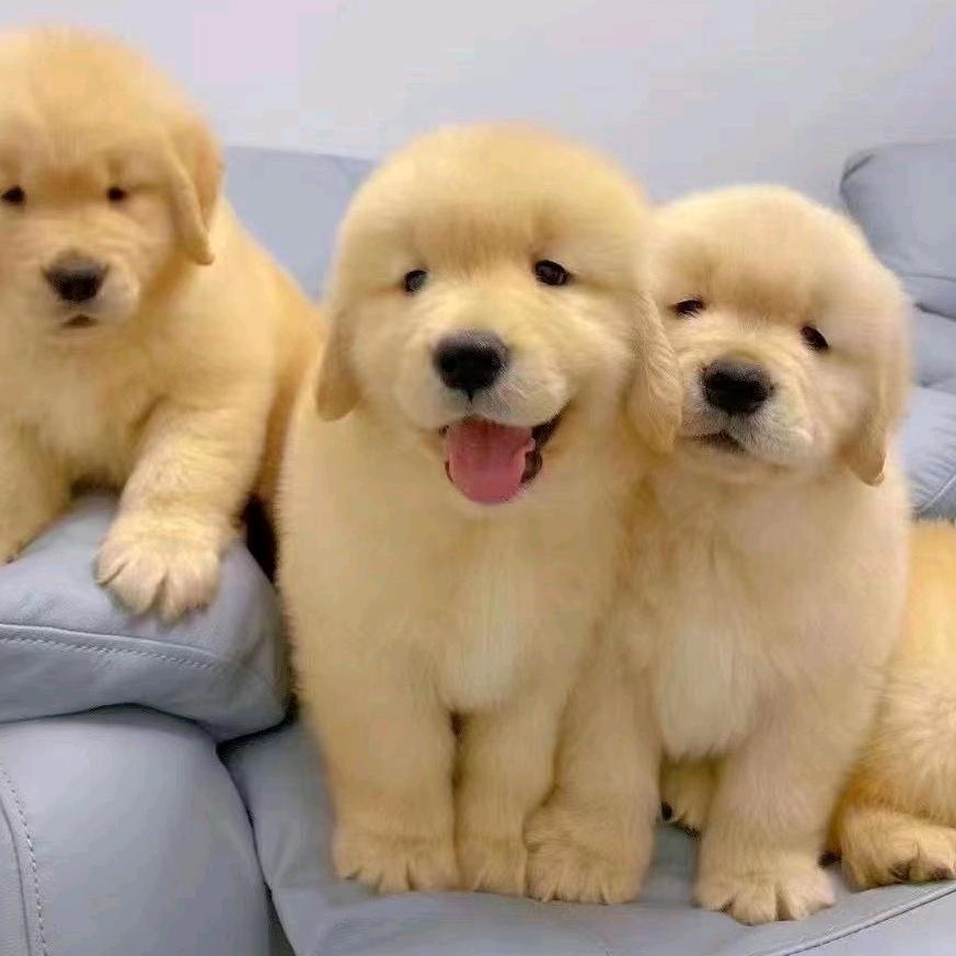 金毛萌宠犬舍