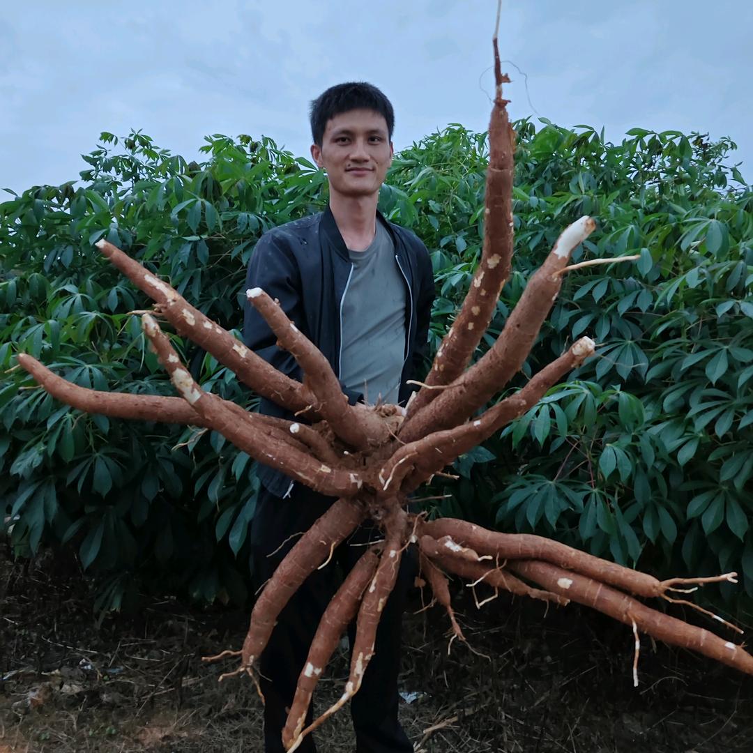 广西红河农场黄心木薯