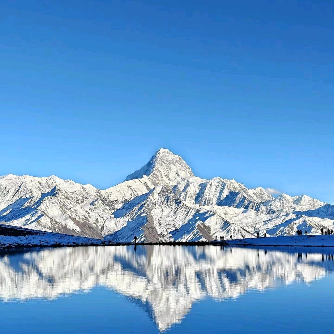 金石老王青果树专业批发